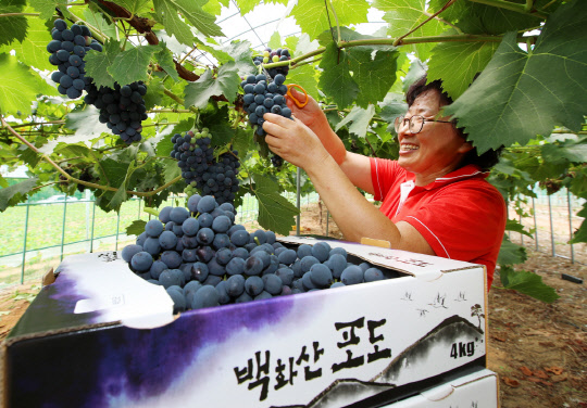 연합뉴스